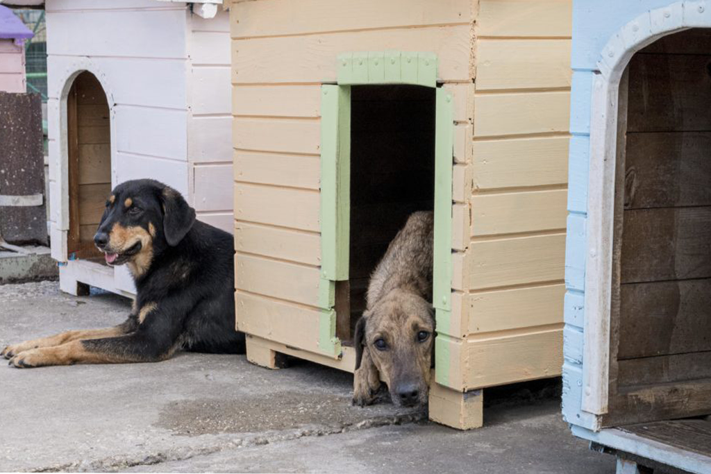 領養代替購買,收養流浪動物,給牠們一個家 - 浪愛存在 浪牠勇敢愛 領養代替購買,收養流浪動物,給牠們一個家