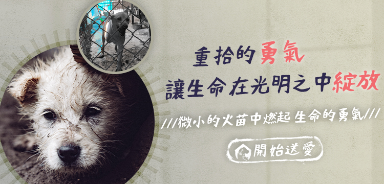 重拾 狗狗 勇氣，讓牠們繼續發光