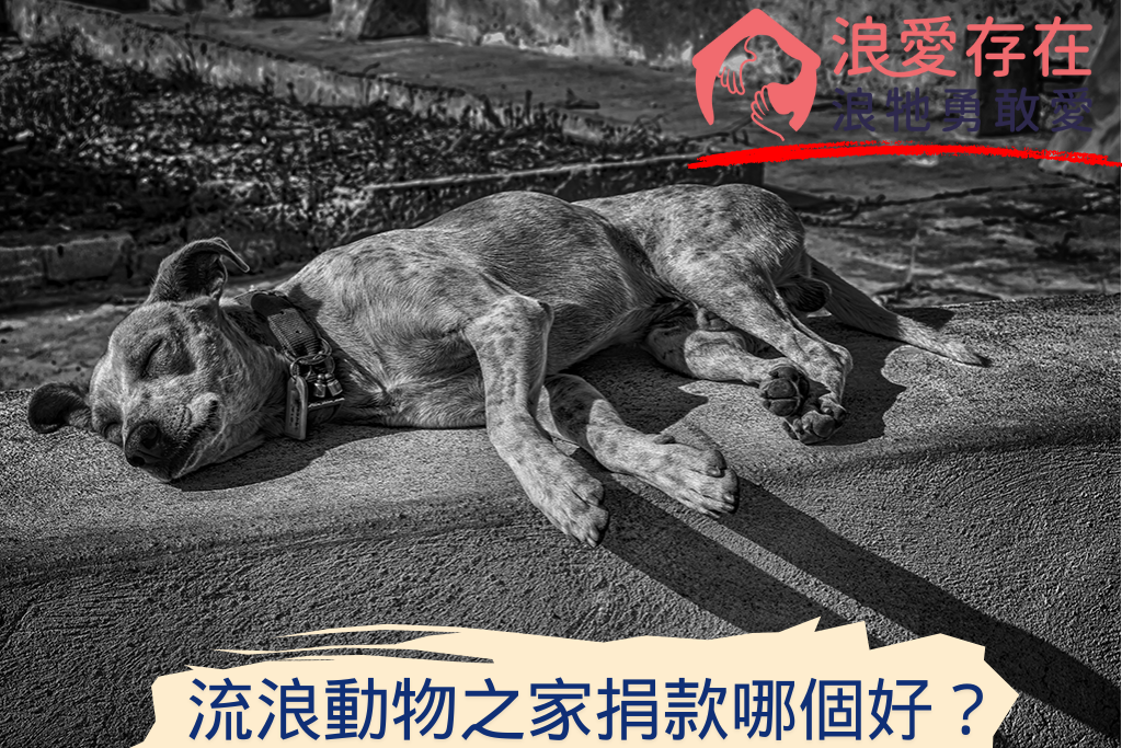 流浪動物之家捐款哪個好