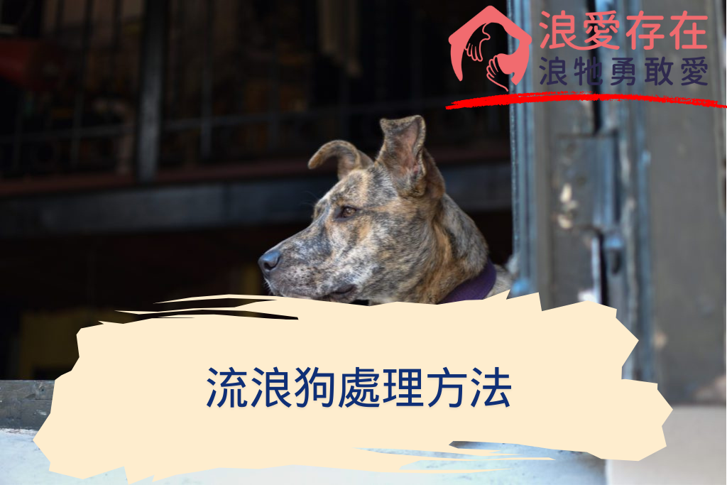 流浪狗處理方法 - 浪愛存在 浪牠勇敢愛 流浪狗處理方法