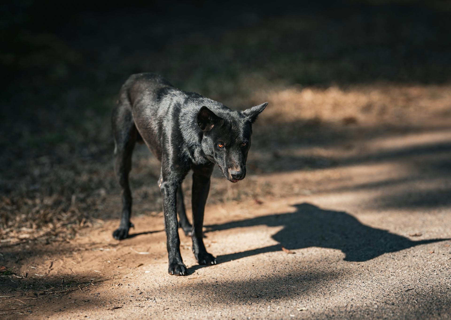 浪浪認養要注意什麼？｜領養不棄養，成為毛孩的真正家人