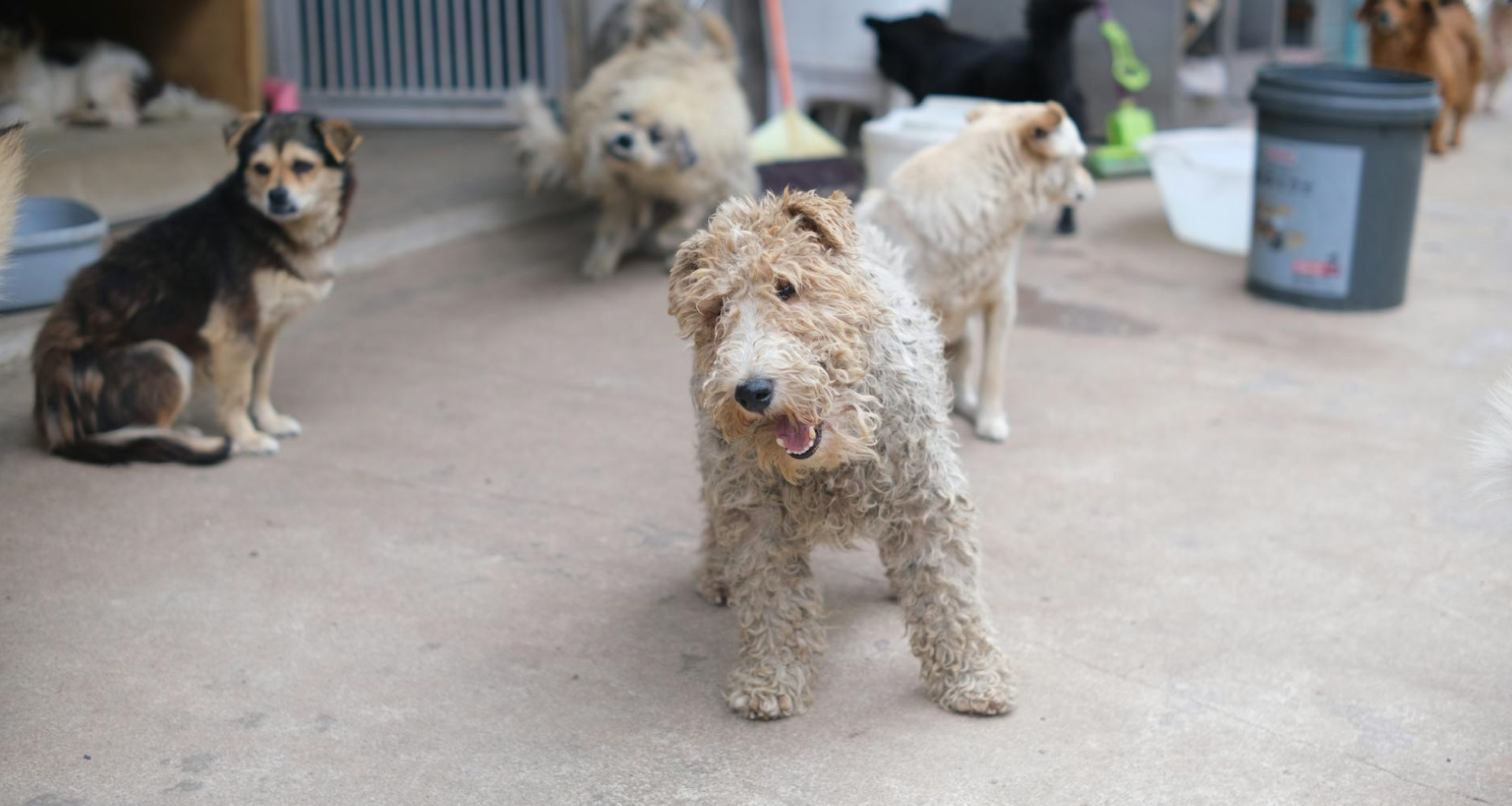 你捐出去的每一塊錢，真的幫助到浪浪了嗎？│揭開流浪狗捐款的使用真相