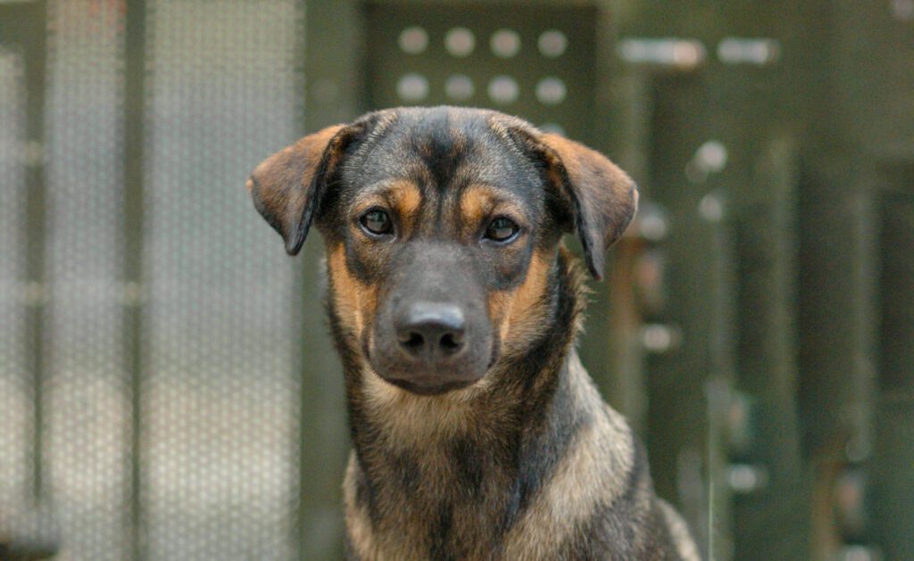 戶外德國牧羊犬混種犬的肖像