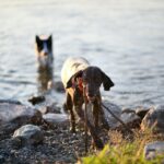 兩隻在湖邊玩耍的狗狗，象徵被捐助的照顧浪浪生活。