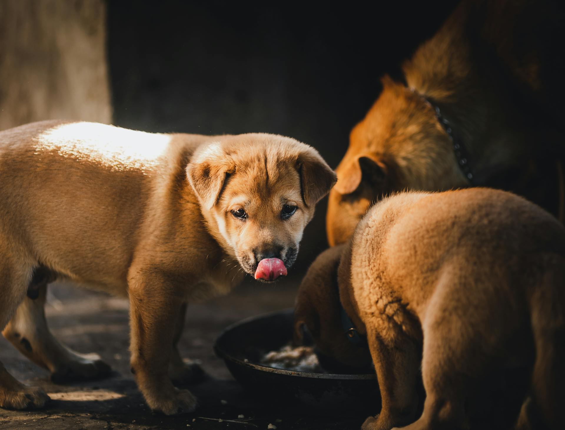多隻幼犬在黑暗環境中進食，呈現繁殖場犬隻缺乏照護的真實處境。