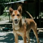 流浪狗會記得幫助牠的人嗎？狗狗信任與記憶行為解析