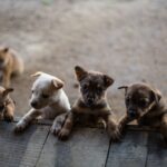 Four curious puppies lean over a wooden edge, looking up at the camera.