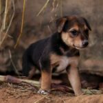 撿到流浪幼犬怎麼辦發現小狗時先別急著帶回家