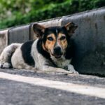 流浪狗最常生什麼病街頭生活面臨的健康挑戰