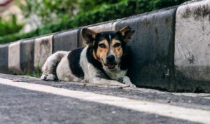 流浪狗最常生什麼病街頭生活面臨的健康挑戰