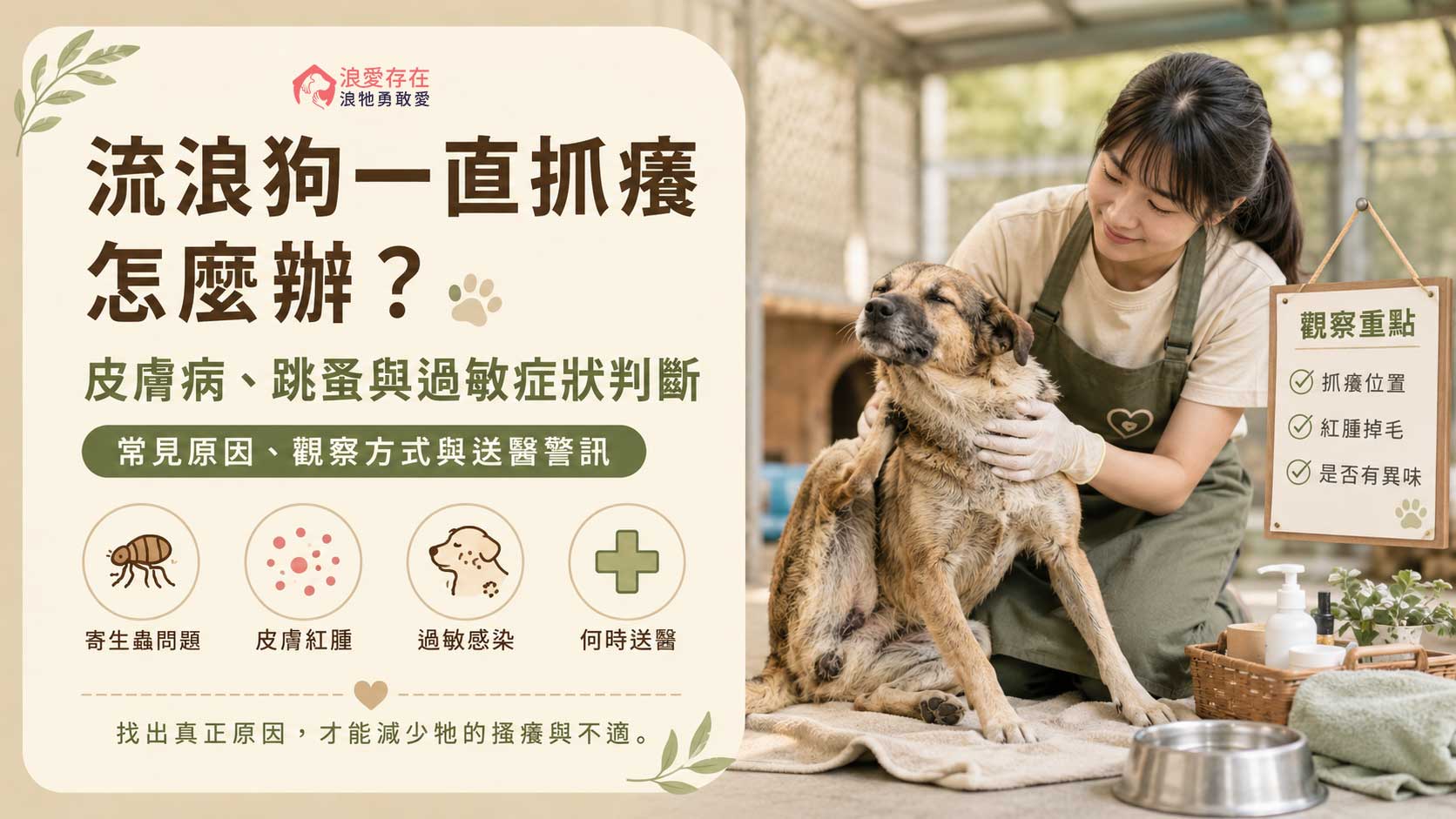 海報展示流浪狗皮膚病、跳蚤與過敏的判斷與就醫資訊，右側有女護理人員安撫一隻狗。