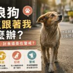 流浪狗一直跟着我怎麼辦？