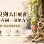 流浪狗為什麼會固定待在同一個地方？牠是在等人、等食物還是把這裡當家？