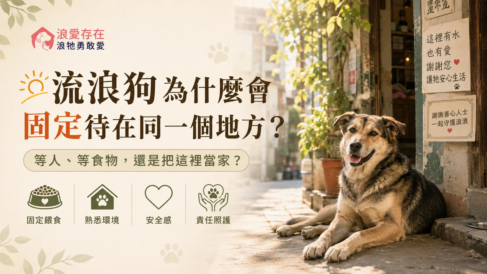 流浪狗為什麼會固定待在同一個地方？牠是在等人、等食物還是把這裡當家？
