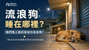 流浪狗睡在哪裡？牠們晚上真的有地方休息嗎？
