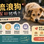 餵流浪狗真的能幫助牠嗎？為什麼只餵食可能讓問題更複雜